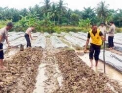 Personel Polsek Pangkalan Susu Laksanakan Penanaman Cabai