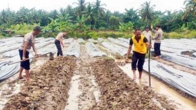 Personel Polsek Pangkalan Susu Laksanakan Penanaman Cabai
