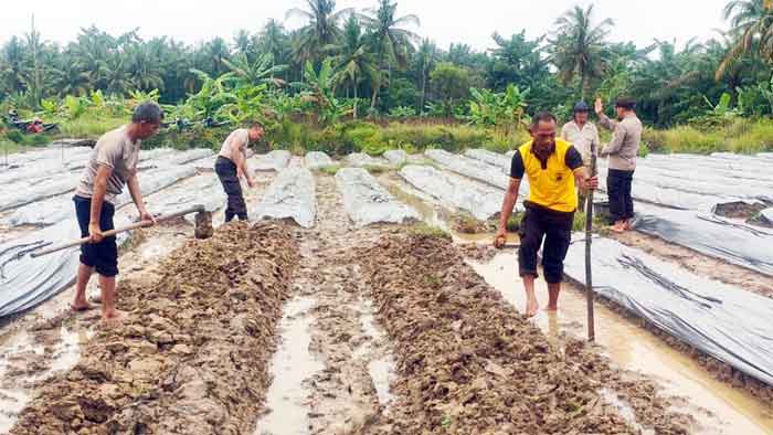 Personel Polsek Pangkalan Susu Laksanakan Penanaman Cabai