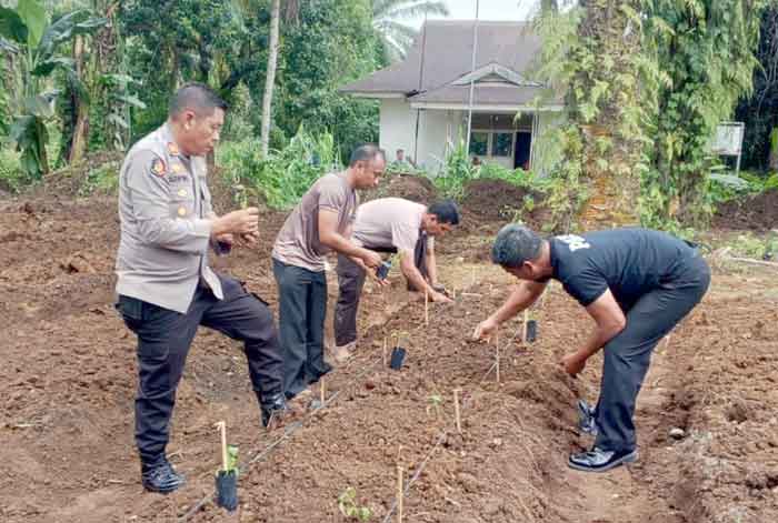 Polsek Salapian Laksanakan Giat Penanaman Cabai