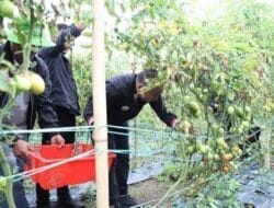 Bupati Pakpak Bharat Kunjungi Kawasan Hortikultura Desa Kuta Dame