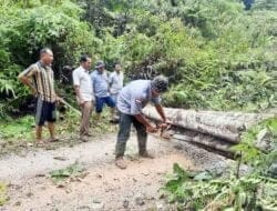 Pohon Tumbang Menutup Jalan LaganPagindar BPBD Pakpak Bharat Turun Tangan