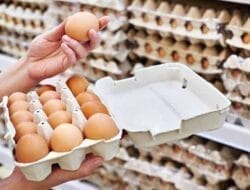 AFJ FAIR Yogyakarta Angkat Isu Kesejahteraan Ayam Petelur