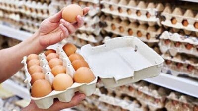 AFJ FAIR Yogyakarta Angkat Isu Kesejahteraan Ayam Petelur