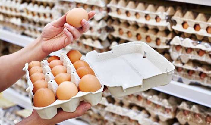 AFJ FAIR Yogyakarta Angkat Isu Kesejahteraan Ayam Petelur