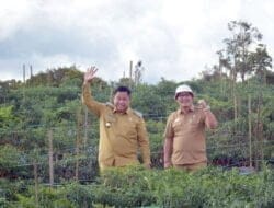Bupati Dairi Tinjau Lahan Cabai di Kawasan Pertanian Terpadu