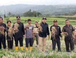 Bupati Pakpak Bharat Panen Bawang Merah