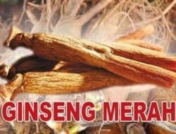 Khasiat Ginseng Merah untuk Mencegah dan Memulihkan Demensia