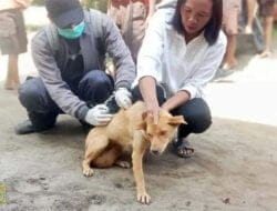 Pakpak Bharat Laksanakan Vaksinasi Rabies Serentak Bekerjasama Dinas Peternakan Provsu