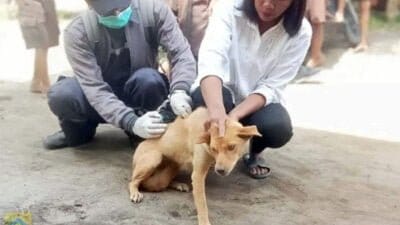 Pakpak Bharat Laksanakan Vaksinasi Rabies Serentak Bekerjasama Dinas Peternakan Provsu