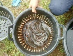 Pemkab Pakpak Bharat Bagikan 5.000 Benih Ikan Lele Kepada Kelompok Tani