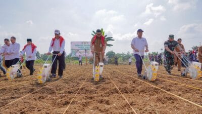 Panen 8 Ton Jagung Bersama Bobby Nasution