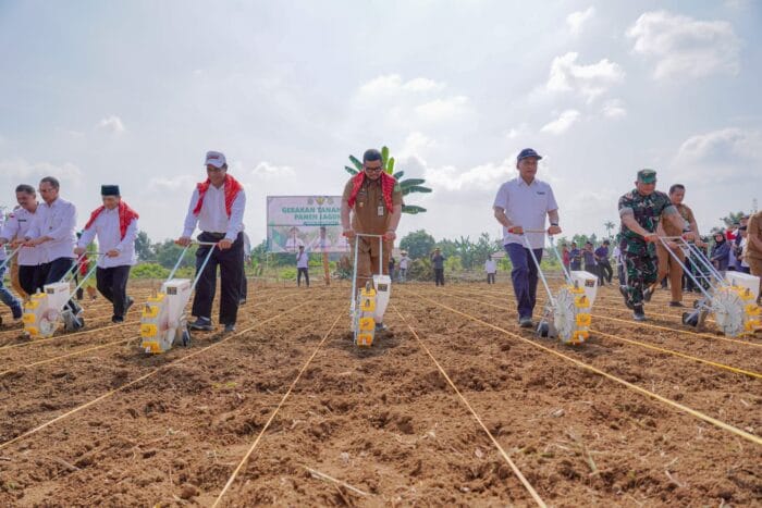 Panen 8 Ton Jagung Bersama Bobby Nasution