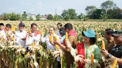 Panen 8 Ton Jagung Bersama Mentan, Dr. Badikenita Putri Sitepu, SE, SH, MSi Berharap Bisa Hentikan Impor