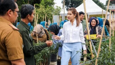 Ketua TP PKK Kota Medan Panen Cabai Merah