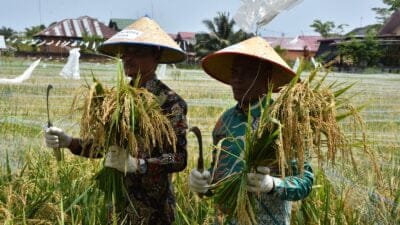 Panen Perdana Padi Program Ketahanan Pangan