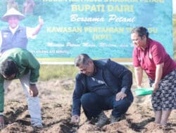 Bupati Dairi Tanam Kentang Swadaya Petani di Parbuluan