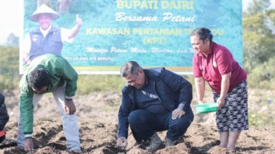 Bupati Dairi Tanam Kentang Swadaya Petani di Parbuluan