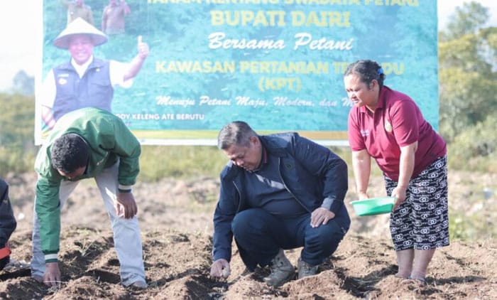 Bupati Dairi Tanam Kentang Swadaya Petani di Parbuluan