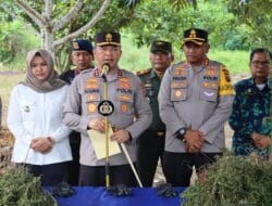 Dengan Teknologi, Polda Sumut Temukan Ladang Ganja Seluas 5 Hektare