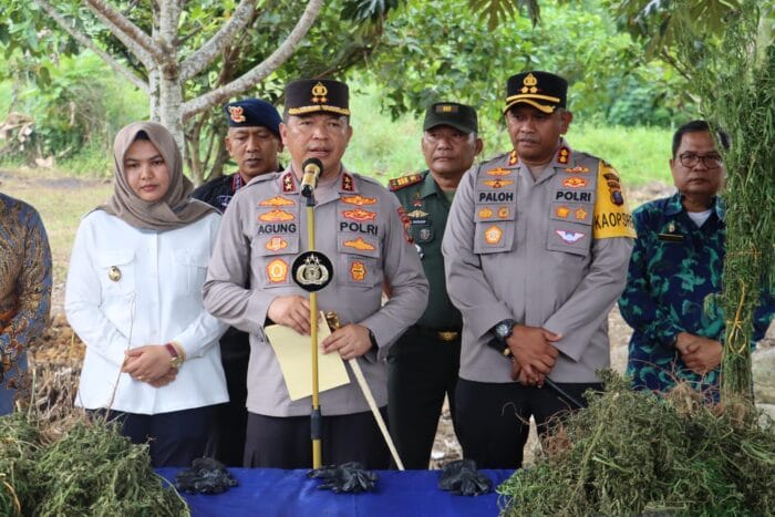 Dengan Teknologi, Polda Sumut Temukan Ladang Ganja Seluas 5 Hektare