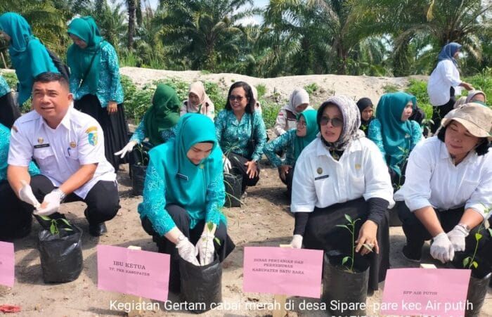 Dinas Pertanian dan Perkebunan Batu Bara Lakukan Gertam Cabai Merah