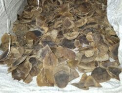 Reskrimsus Polda Sumut Ungkap Jual Beli Sisik Trenggiling