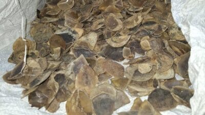 Reskrimsus Polda Sumut Ungkap Jual Beli Sisik Trenggiling