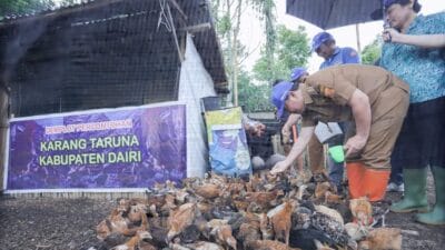 Pj Bupati Dairi Bersama Karang Taruna Tanam Perdana Cabai dan Jagung