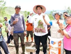 Bupati Samosir Panen Bawang Merah dengan Poktan Bersama