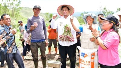 Bupati Samosir Panen Bawang Merah dengan Poktan Bersama