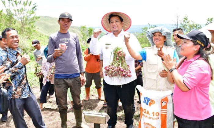 Bupati Samosir Panen Bawang Merah dengan Poktan Bersama