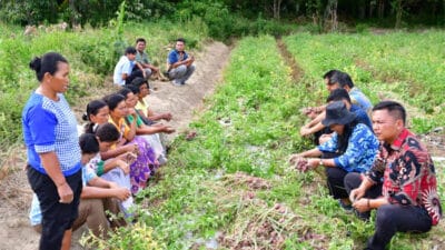 Kelompok Tani Saurdot Desa Sampur Toba Panen Bawang Merah