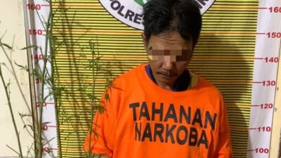 Polres Samosir Tangkap Pemilik dan Penanam Diduga Ganja