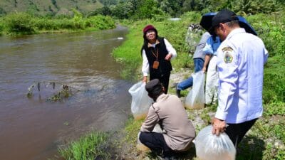 Pemkab Samosir Bersama DKP Provsu Tabur Benih Ikan di Danau Toba
