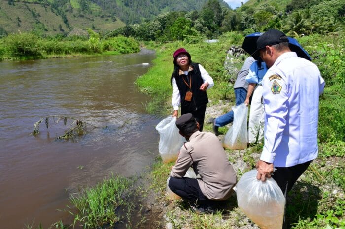 Pemkab Samosir Bersama DKP Provsu Tabur Benih Ikan di Danau Toba