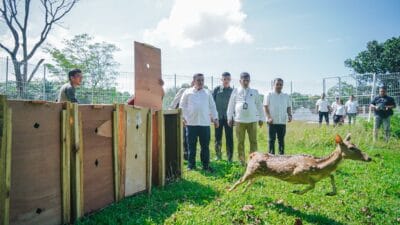 Pj Sekda Medan Lepas 15 Ekor Rusa Totol Asal Istana Kepresidenan Bogor di Taman Cadika