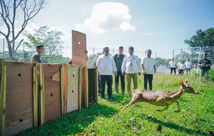 Pj Sekda Medan Lepas 15 Ekor Rusa Totol Asal Istana Kepresidenan Bogor di Taman Cadika