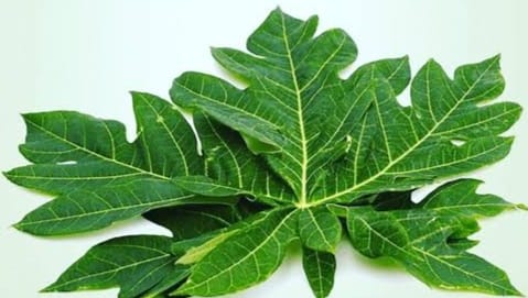 Manfaat Daun Pepaya Untuk Kesehatan Tubuh