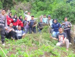 Timsus Narkoba Poldasu dan Polres Madina Musnahkan 1,5 Ha Ladang Ganja di Bukit Tor Sihite