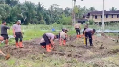 Brimob Polda Sumut Produktif Kelola Lahan Untuk Ketahanan Pangan