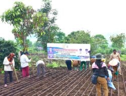 Pemkab Samosir Tanam Padi Gogo di Sitaotao, Perkuat Swasembada Pangan