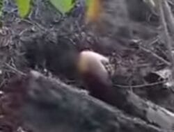 Penemuan Mayat Perempuan Terkubur di Kebun Sawit