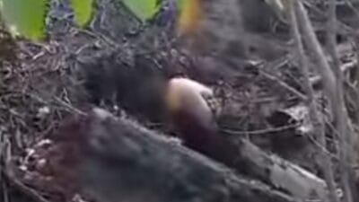 Penemuan Mayat Perempuan Terkubur di Kebun Sawit