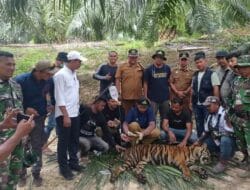 BKSDA Resort 13 Langsa Evakuasi Harimau Masuk Perangkap