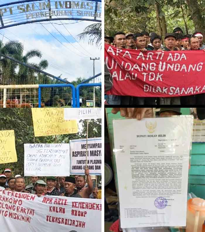 PT Salim Ivomas Pratama Tak Berikan Hak Plasma Masyarakat Rokan Hilir Selama 37 Tahun