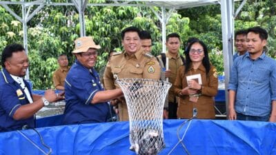 Bupati Samosir Panen Perdana Ikan Nila Pokdakan Mekar