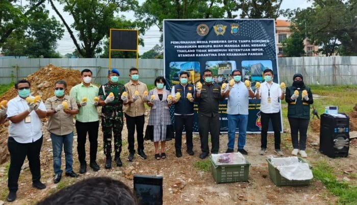 Tim Gabungan Musnahkan 8 Ton Mangga Tanpa Dokumen Resmi