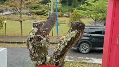 Serasa Janggal Tiang Listrik Ditambatkan ke Tunggul Kayu Mati