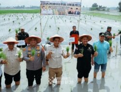 Tanam Padi Serentak, Bupati Batu Bara Imbau Petani agar Panen Lebih Lama